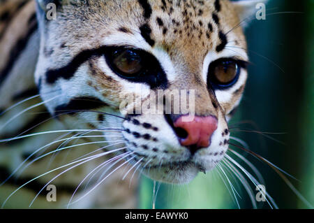 Le regard porté d'un Ocelot après qu'il a été sauvé des braconniers. Banque D'Images