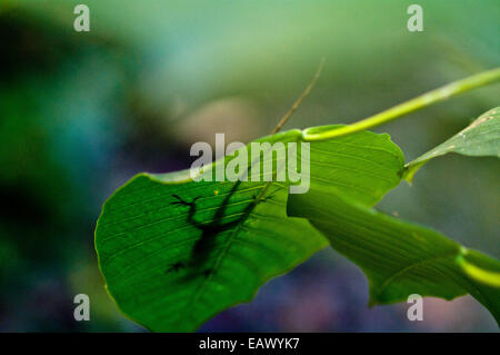 La silhouette de l'Anole au soleil sur une grande feuille de la forêt tropicale. Banque D'Images