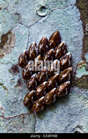 Un cluster d'œufs de papillon attaché à un tronc d'arbre dans la forêt amazonienne. Banque D'Images