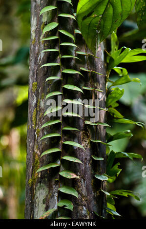 Feuilles parallèles germer de la manette d'une escalade de la vigne un tronc d'arbre dans la forêt amazonienne. Banque D'Images