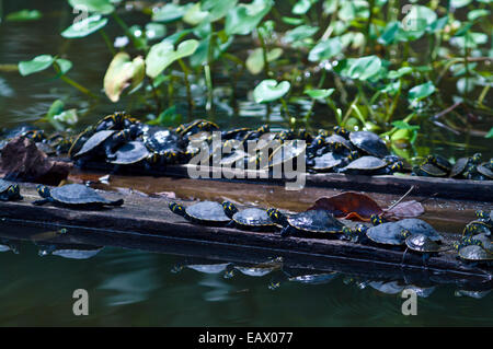 Les tortues-River se prélasser au soleil sur l'exploitation forestière bois moulin flottant dans une zone humide. Banque D'Images