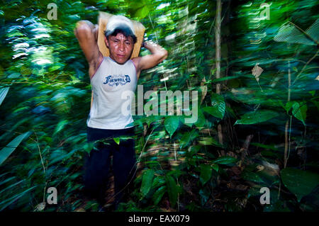 Un manoeuvre porte un log à partir d'un arbre abattu dans la forêt amazonienne. Banque D'Images