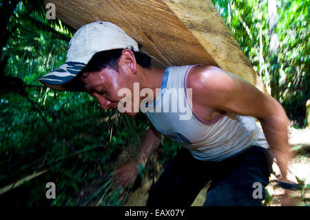 Un manoeuvre porte un log à partir d'un arbre abattu dans la forêt amazonienne pour le transport d'un moulin. Banque D'Images