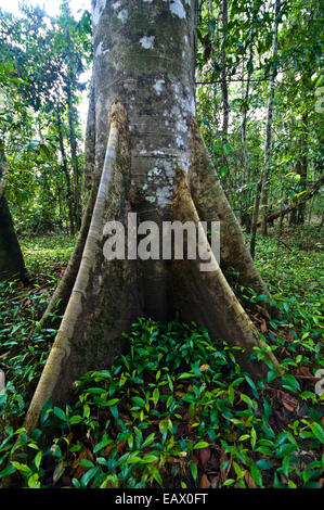 Buttress roots charge un grand tronc d'arbre couvert de mousse dans une clairière dans une forêt tropicale. Banque D'Images