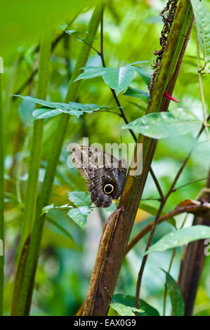 Un papillon Hibou se percher sur le tronc d'une plante de la forêt tropicale dans le sous-bois. Banque D'Images