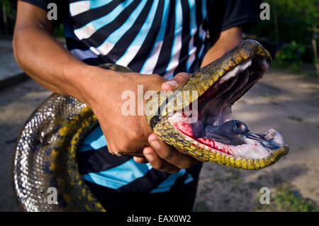 Un villageois retient un anaconda jaune qu'ils ont pris alors qu'il chassait les poissons. Banque D'Images