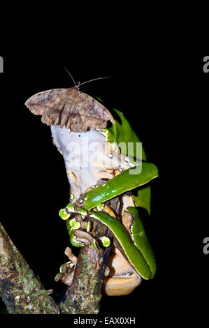 Une espèce à roder les minéraux de la peau d'une grenouille feuille géant en forêt la nuit. Banque D'Images