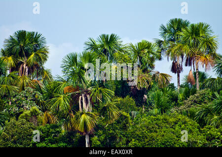 Un stand de palmiers Moriche tower au-dessus d'une luxuriante forêt tropicale de la canopée. Banque D'Images