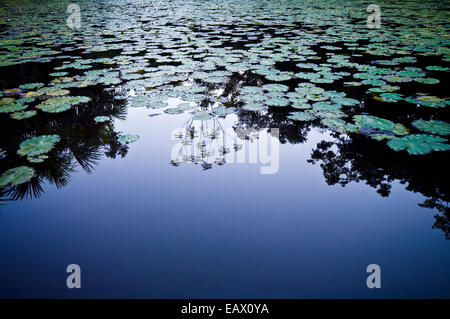 Une forêt vierge reflète dans la surface calme d'une zone humide rempli de Cecropia Water Lily. Banque D'Images