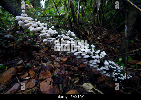 Une colonie en forme de parapluie de champignons poussant sur un tronc d'arbre au-dessus de la litière sur le plancher de la forêt tropicale. Banque D'Images