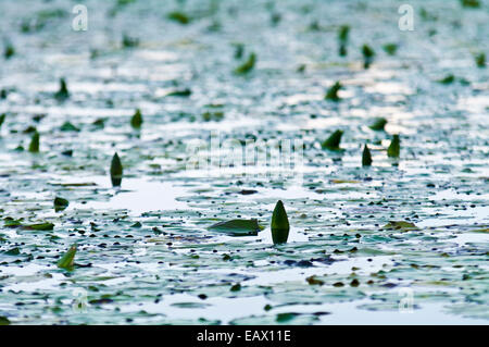 Les bourgeons de fleurs de lis d'eau sortir de la surface d'un lac calme dans le bassin de l'Amazone, après le coucher du soleil. Banque D'Images