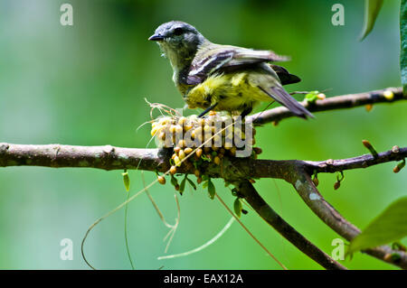 Un Yellow-Olive Flycatcher debout sur le bord de son nid en tissus de petits fruits et d'herbe. Banque D'Images