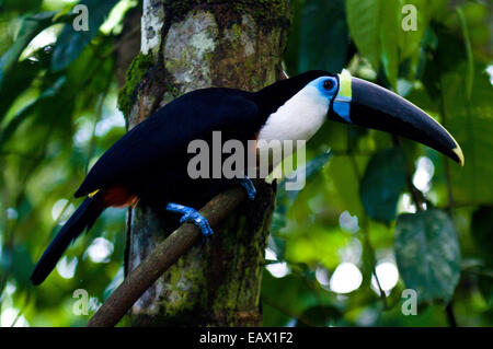 Peau bleu entoure l'œil d'un toucan à gorge blanche avec c'est un énorme projet de loi rayé jaune et bleu perché sur une vigne dans la forêt tropicale. Banque D'Images