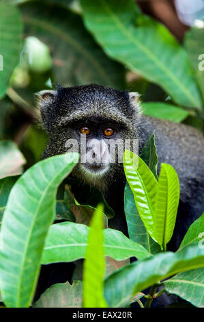 Un singe bleu curieux à travers des feuilles dans une forêt. Banque D'Images