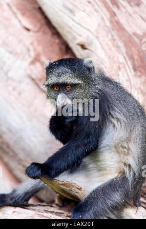 Un singe bleu de manger des aliments qu'il trouve sous l'écorce d'une branche dans une forêt. Banque D'Images