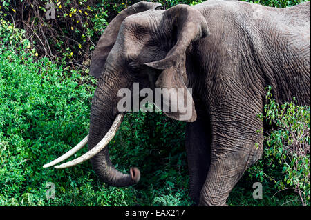 Un éléphant d'Afrique qui se nourrissent de feuillage dans une clairière flaps ses oreilles. Banque D'Images