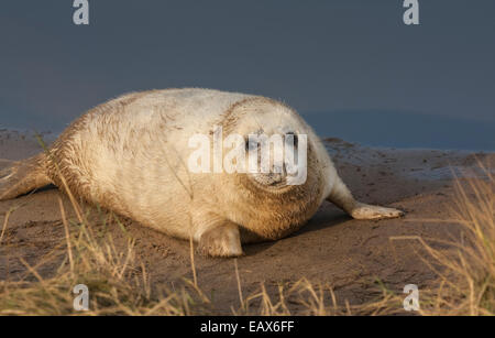 Phoque gris (Halichoerus grypus) genre, Donna Nook Nature Reserve, Lincolnshire, Angleterre, Royaume-Uni Banque D'Images