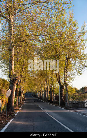 Une route de campagne vide bordée de vieux platanes dans l'est de la Sicile, en Italie Banque D'Images