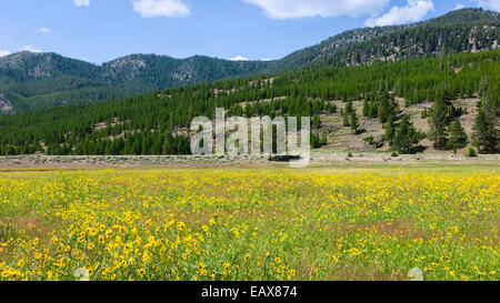 Fleurs sauvages en fleurs en été flanqué de pinède et de chaînes de montagnes dans le Parc National de Yellowstone, Wyoming, USA. Banque D'Images
