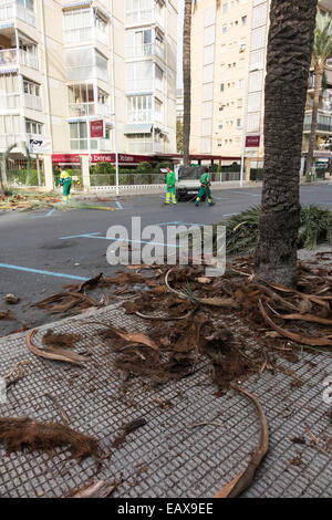 Benidorm, Espagne. 21 novembre, 2014. Les débris des palmiers taillés en attente d'être retirée comme les arbres sont coupés en prévision de la météo d'hiver venteux. crédit : mick flynn/Alamy live news Banque D'Images