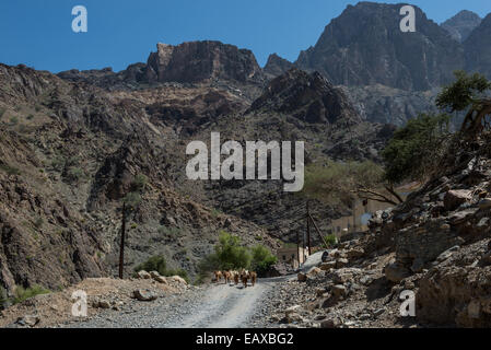 Un troupeau de chèvres marcher sur un chemin de terre dans un petit village de montagne. L'Oman. Banque D'Images