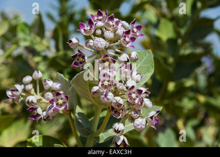 Fleurs violettes de Sodome's apple asclépiade (calotropis procera) fleurissent dans le désert. L'Oman. Banque D'Images