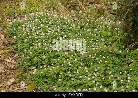 Anémone des bois Anemone nemorosa, rose, une fleur patch Banque D'Images