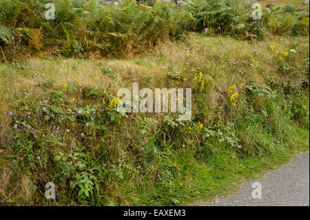 Haie avec Golden Rod et Devil's Bit Scabious, Bere Island Banque D'Images