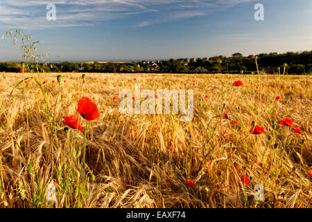 Coquelicots dans un champ de blé dans la localité, l'île de Wight, Royaume-Uni près de la mer et le Limerstone Banque D'Images