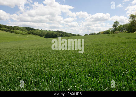 Une récolte de blé en jeune oreille sur un jour d'été lumineux avec ciel bleu et nuages près de West Woodhay, Berkshire, juin Banque D'Images