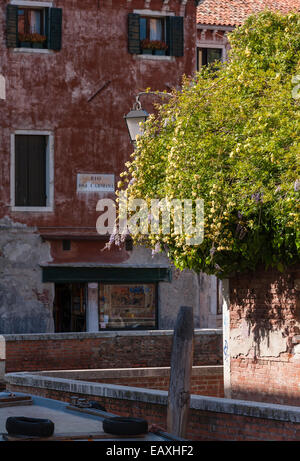 Venise au printemps - Wisteria et roses jaunes Banksia poussent sur un mur de jardin (Italie) Banque D'Images