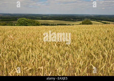 Une récolte de blé dans l'oreille de maturation par un beau jour d'été avec ciel bleu et nuages près de West Woodhay, Berkshire, Juillet Banque D'Images