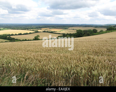 Une récolte de blé dans l'oreille de mûrir un jour d'été près de West Woodhay, Berkshire, Juillet Banque D'Images