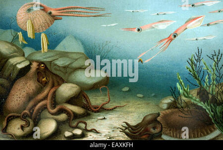 Les céphalopodes sont une classe diversifiée de mollusques connus pour leurs systèmes nerveux avancés et leurs structures corporelles uniques. Ce groupe comprend des espèces comme les calmars, les pieuvres et les seiches, qui sont toutes caractérisées par leur capacité à changer de couleur, leur vision exceptionnelle et leurs tentacules. On les trouve dans les milieux marins du monde entier et jouent un rôle important dans les réseaux trophiques marins. Banque D'Images