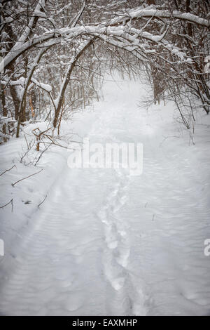 Empreintes de pas sur le chemin à travers la forêt enneigée avec de lourdes branches sous la neige en hiver blizzard. L'Ontario, Canada. Banque D'Images