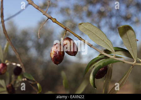 Olive Olives endommagées par la maladie de la mouche des fruits et de mouche Banque D'Images