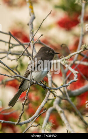 Phoebe noir sur une branche avec des couleurs crème et rouge à l'arrière-plan. (Portrait) Banque D'Images