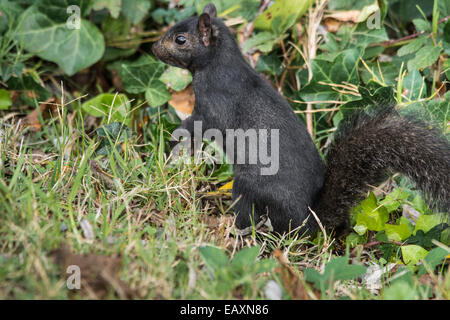 La collecte d'Écureuil noir écrous contre lierre vert et l'herbe. Banque D'Images