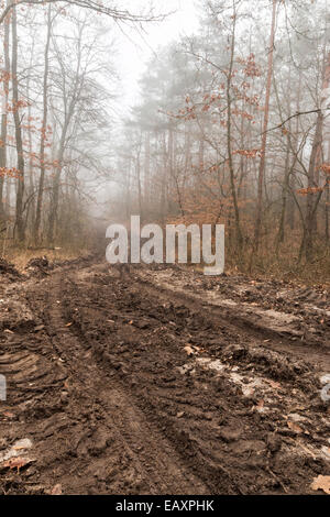 Forêt de chêne à l'autumntime avec road Banque D'Images