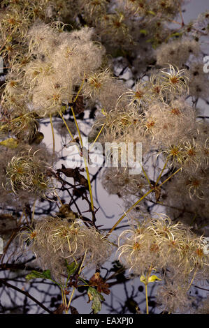 Clematis vitalba 'Old Man's Beard' Banque D'Images