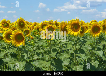 Champ de tournesol sur fond de ciel bleu Banque D'Images