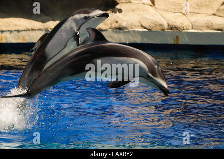 Dauphins sautant Pacific Whitesided au cours d'un show à Vancouver Aquarium Banque D'Images