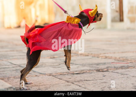 Un chihuahua mexicain vêtu d'un costume de chien pendant la parade de costumes partie de jour de la Fête des Morts connus en espagnol comme d'un de muertos le 25 octobre 2014 à Oaxaca, au Mexique. Banque D'Images