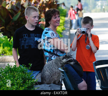 Le raton laveur dans le parc Stanley, Vancouver, Canada, avec les touristes et un garçon de prendre une photo Banque D'Images