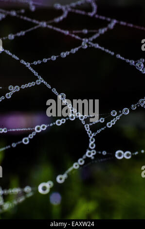 Des gouttelettes d'eau web spiders mystique magique fairie faerie fées string bijoux naturels orbes rosée gouttes matin diamants perles Banque D'Images