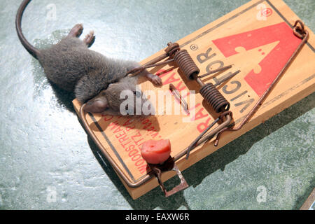 Piège à Souris morte au printemps Banque D'Images