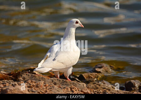 Pigeon blanc près de l'eau Banque D'Images