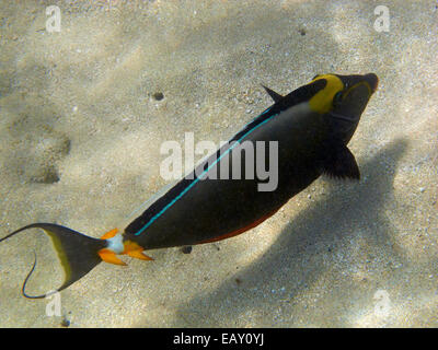 Orangespine goldfish (Carassius auratus), Hanauma Bay Nature Preserve, Oahu, Hawaii, USA - underwater Banque D'Images