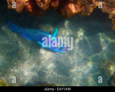 Perroquet à lunettes ( Chlorurus perspicillatus ), Hanauma Bay Nature Preserve, Oahu, Hawaii, USA - underwater Banque D'Images