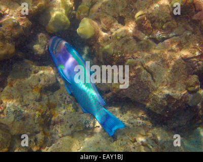 Perroquet à lunettes ( Chlorurus perspicillatus ), Hanauma Bay Nature Preserve, Oahu, Hawaii, USA - underwater Banque D'Images